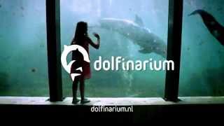 Dolfinarium Harderwijk Delfine Seelöwen und spritziger Showspaß [upl. by Jeunesse]