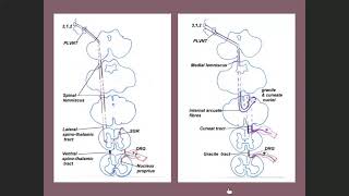 Ascending tracts Lecture 4 [upl. by Sherrod]