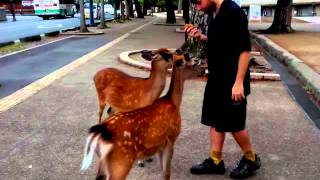 The Bowing Deer of Nara Japan [upl. by Ydnem]