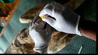 Epidural Anaesthesia In Dog Lumbosacral site technique [upl. by Iruyas]