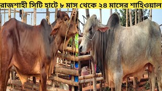 রাজশাহী সিটি হাটে ৮ মাস থেকে ২৪ মাসের শাহিওয়াল গরু।। রাজশাহী সিটি হাট আপডেট ।।২৬১১২০২৪ [upl. by Novehc]