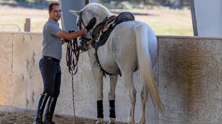 Step ONE quotTeaching Your Horse Piaffe in Handquot  Horse Training Tips with Deanna Corby Dressage [upl. by Peony970]