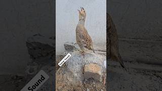 Grey Partridge Voice  teetar birdslover partridges [upl. by Gareri]