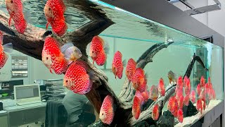 1000 Gallon Massive Checkerboard Discus Aquarium in Work Office [upl. by Reed917]