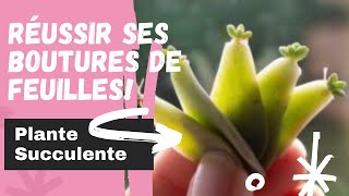 Réussir ses boutures de feuilles de plantesucculente  MULTIPLIER SES SUCCULENTES  METHODE 1 [upl. by Kacerek]