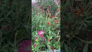 Vienna stories hummingbird hawkmoth Macroglossum stellatarumtaubenschwanzkolibrićnature [upl. by Gschu]