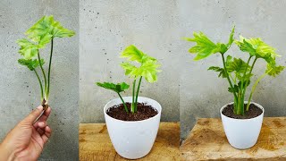 How to grow philodendron selloum from cuttings Philodendron propagation [upl. by Etnaihc]