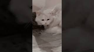 Hye re gareebe😢🤣 catsforever trending viralshort shortsfeed [upl. by Thordis]