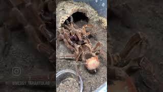 Theraphosa stirmi World’s Largest Spider [upl. by Leah]