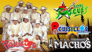 Banda Viejitas Pero Bonitas Románticas del Recuerdo  Pequeños Musical Cuisillos Machos Maguey [upl. by Adeline366]