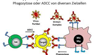 Zelluläre Rezeptoren FcRezeptoren [upl. by Anis]