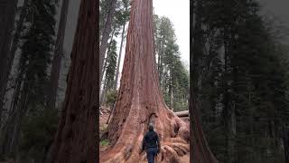 Kings Canyon National Park  General Grant Tree [upl. by Ranite147]