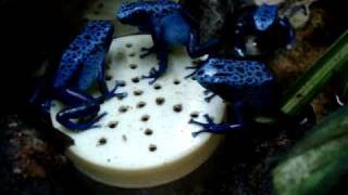 Dendrobates azureus alimentação em cativeiro [upl. by Henricks560]