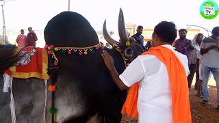 இந்த காங்கேயம் மயிலை காளையின் ஆரம்ப விலை ரூ300000  kangayam mayilai Bull starting price 3 Lakhs [upl. by Airtemak997]