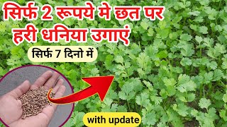 मात्र 7 दिनों में धनिया कैसे उगाएं  Dhaniya kaise ugaye in hindi  How to grow dhaniya at home [upl. by Carlisle]