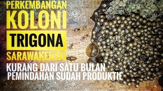 Perkembangan koloni trigona sarawakensis sudah produktif bertelur part II [upl. by Trisha865]