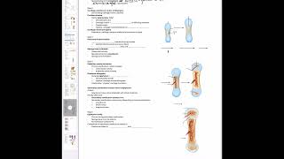 Endochondral and Intramembranous ossification [upl. by Proulx]