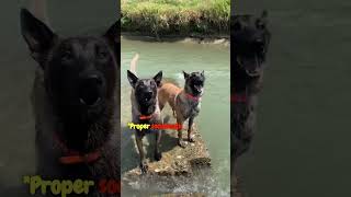 Meet the Belgian Malinois 2 shortsfeed dog [upl. by Burn]