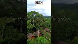 ¡Welcome to Suchipakari Amazon Lodge [upl. by Eckel762]