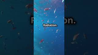 What If a Nuclear Bomb Exploded in the Ocean shorts viral [upl. by Arraeit]