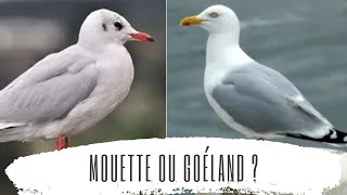 Mouette ou goéland [upl. by Parrisch]