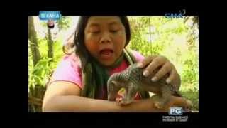 Ang endangered animal na pangolin o balintong kinilala ni Maey B [upl. by Harrak]