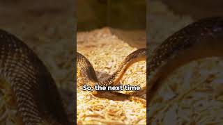 What Makes the King Cobra a King 👑 King Cobra Snake Facts [upl. by Manara]