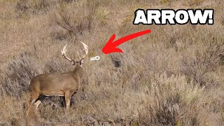 18 pt Buck Public Land Bow Hunting from the Ground  EPIC [upl. by Dunlavy]