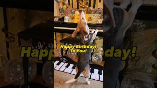 The GREATEST Happy Birthday Song in the World AROO Featuring Buddy Mercury and Fam [upl. by Eynttirb]