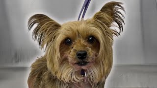 Id be mad too if someone did this to me 😂  Yorkshire Terrier rage [upl. by Ettevi]