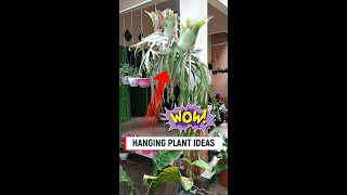 Hanging Plant Ideas  Staghorn Fern [upl. by Bindman]