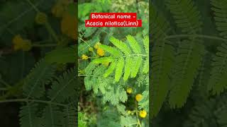 Acacia niloticaबबूल shorts babul plantidentification shortvideo acacia subscribers [upl. by Molini]