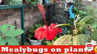 Solution of mealbugs on plants  Mealbugs से कैसें छुटकारा पायें  Mealbugs on hibiscus plants 🌺 [upl. by Ecaj532]