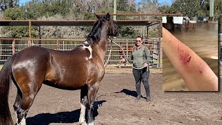 From Dangerous to Docile Rehabilitating a Horse That Attacked Its Owner [upl. by Idolla]