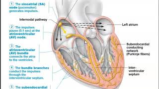 Human Anatomy Lecture Ch 19 The Heart Pt 2 [upl. by Ardnoyek601]