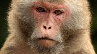 Social Rank Linked to Immune System Changes in Monkeys [upl. by Thadeus512]