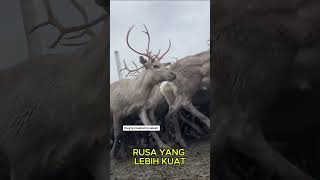 quotReindeer Cyclonequot Kebiasaan Unik Rusa Kutub 🦌 [upl. by Naujahs]