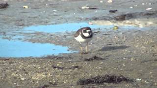 Semipalmated Plover [upl. by Aniretac]