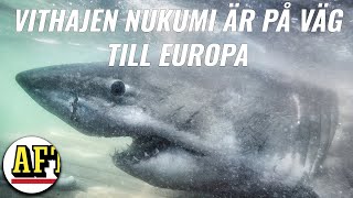 Här är vithajen som kan nå Europa i sommar [upl. by Ahterod]