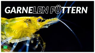 MUSST DU GARNELEN FÜTTERN  WAS FRESSEN GARNELEN  GarnelenTv [upl. by Nodgnal]