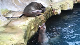 Vancouver Aquarium Seals Barking and Clapping [upl. by Litha]