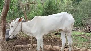 ಹಳ್ಳಿಕಾರ್ ಕಡಸುಗಳು  desicow hallikarheifers hallikarcalf [upl. by Iggem392]