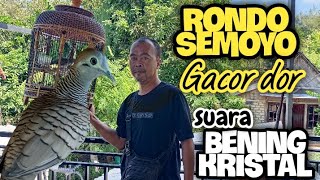 Perkutut Lokal Katuranggan RONDO SEMOYO Gacor 🤩 Suara Kristal Bening [upl. by Oikim991]