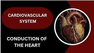 Animated Video  Conduction System of The Heart🫀 [upl. by Ullund]