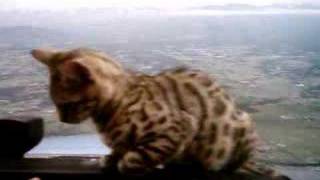 Bengal cat Iris flying in a Cessna 172 [upl. by Bicknell]