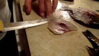 How to Fillet a Bluegill in 40 Seconds [upl. by Nylehtak]