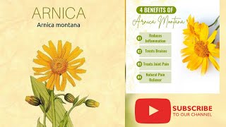 Arnica Montana  Materia Medica Drug picture Homoeopathic medicine in Hindi  Clinical tips arnica [upl. by Zap255]