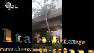 Otra del metro de la CDMX pero sin culpa del gobierno un árbol cayó sobre las vías ¡elevadas [upl. by Ridan]