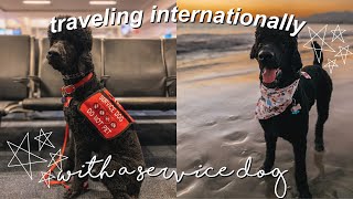 traveling internationally with a service dog  travel vlog [upl. by Silra680]