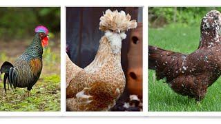 Exploring the Different Brown Chicken Breeds  Hyline Lohmann ISA Brown [upl. by Llesirg]